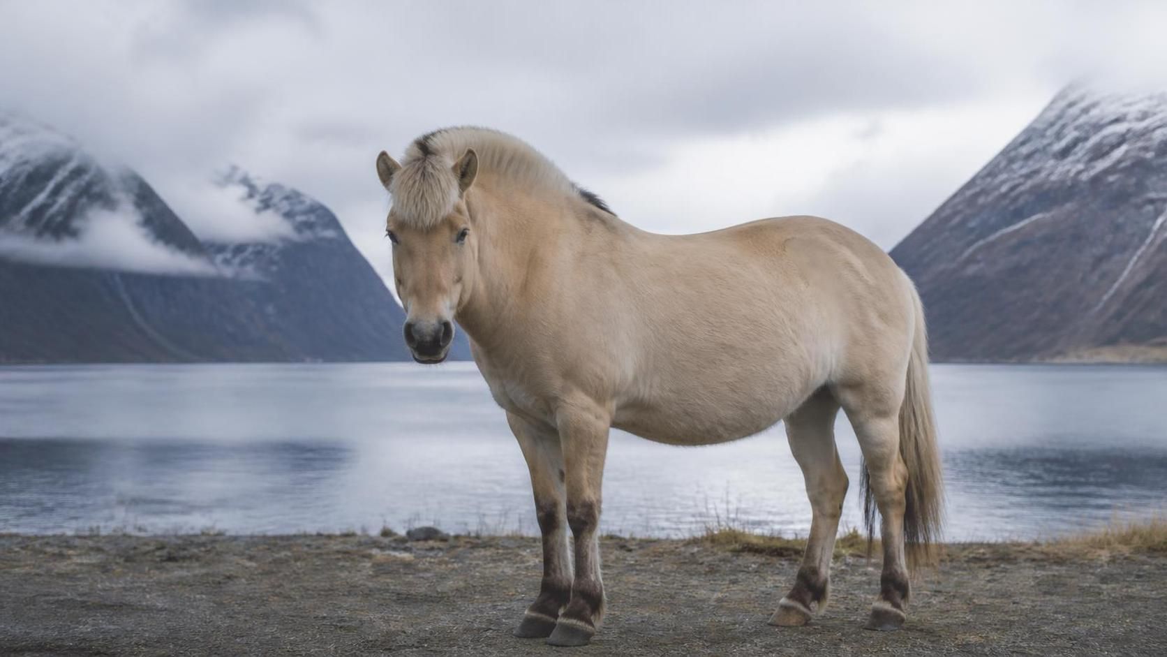 explorez les chevaux fjord, trésors des terres nordiques, connus pour leur beauté unique et leur tempérament doux. découvrez leur histoire et leur habitat naturel.