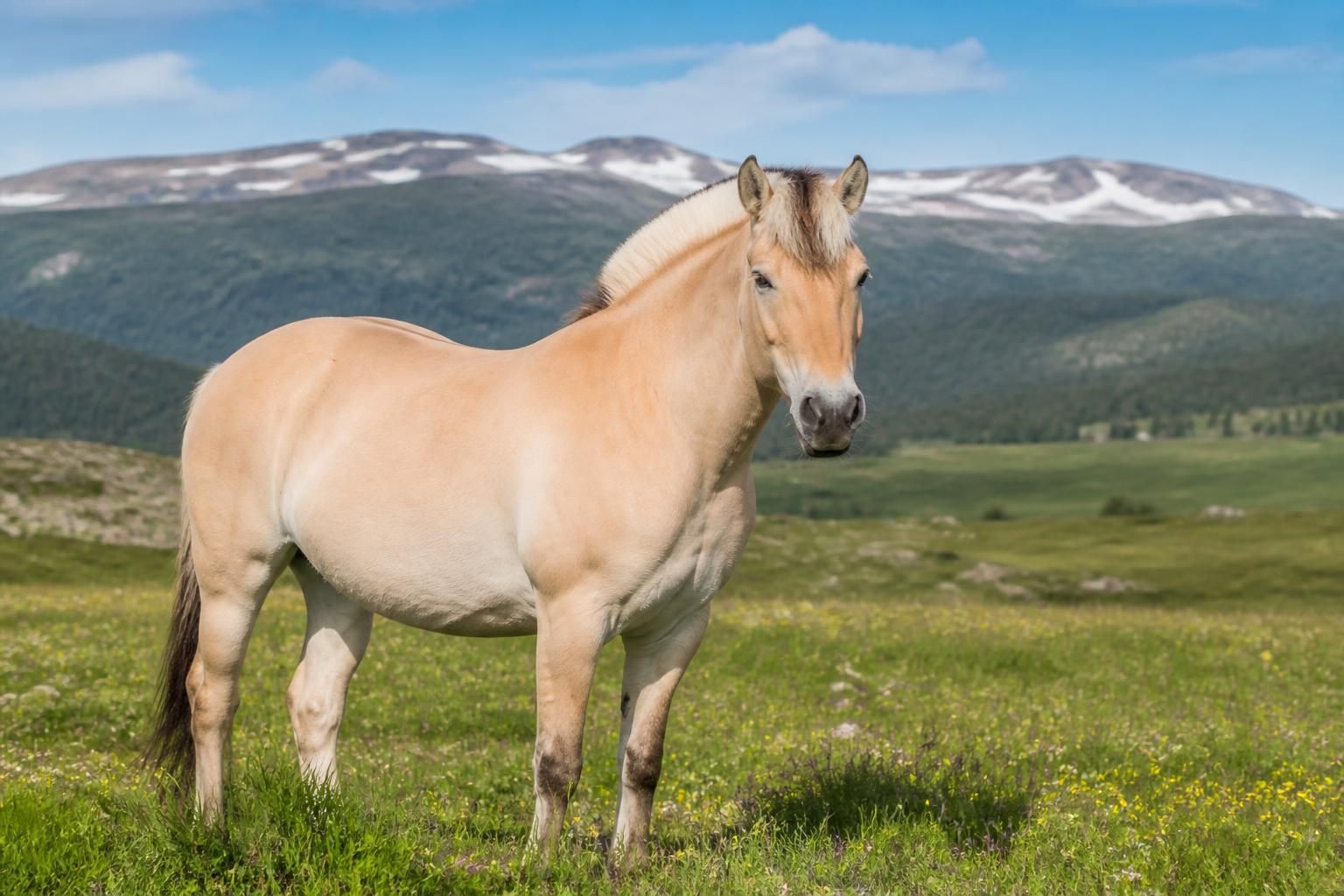 explorez les chevaux fjord, emblèmes des terres nordiques, et découvrez leur histoire, leurs caractéristiques uniques et leur rôle dans la culture scandinave.