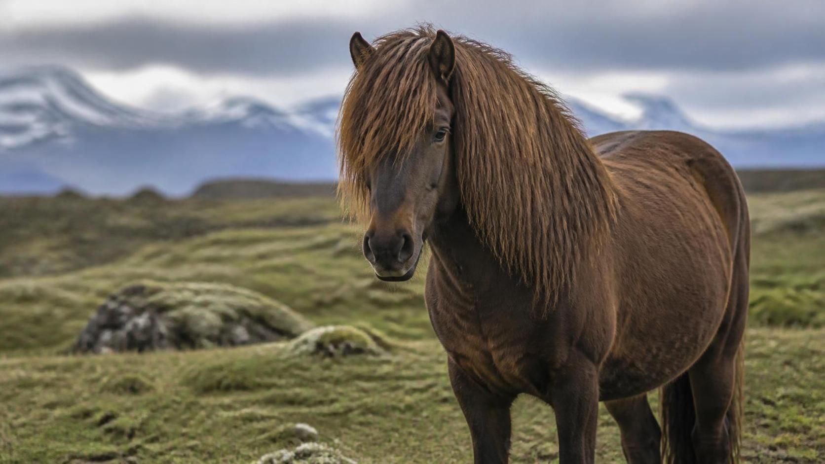 explorez le charme unique du cheval islandais, un compagnon fidèle et emblématique au cœur des paysages majestueux de l'islande.