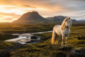 À la découverte du cheval islandais : un compagnon fidèle au cœur de l&rsquo;Islande