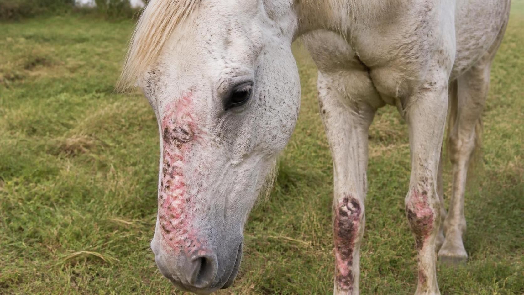 découvrez tout ce qu'il faut savoir sur la photosensibilisation chez le cheval : ses causes, ses symptômes et les meilleures méthodes de prévention pour protéger votre animal.