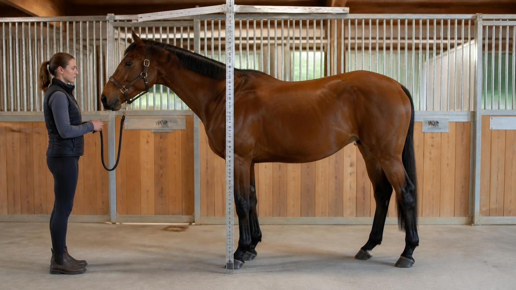 découvrez comment mesurer la taille d'un cheval avec des explications claires et des méthodes détaillées pour bien comprendre cette caractéristique essentielle.