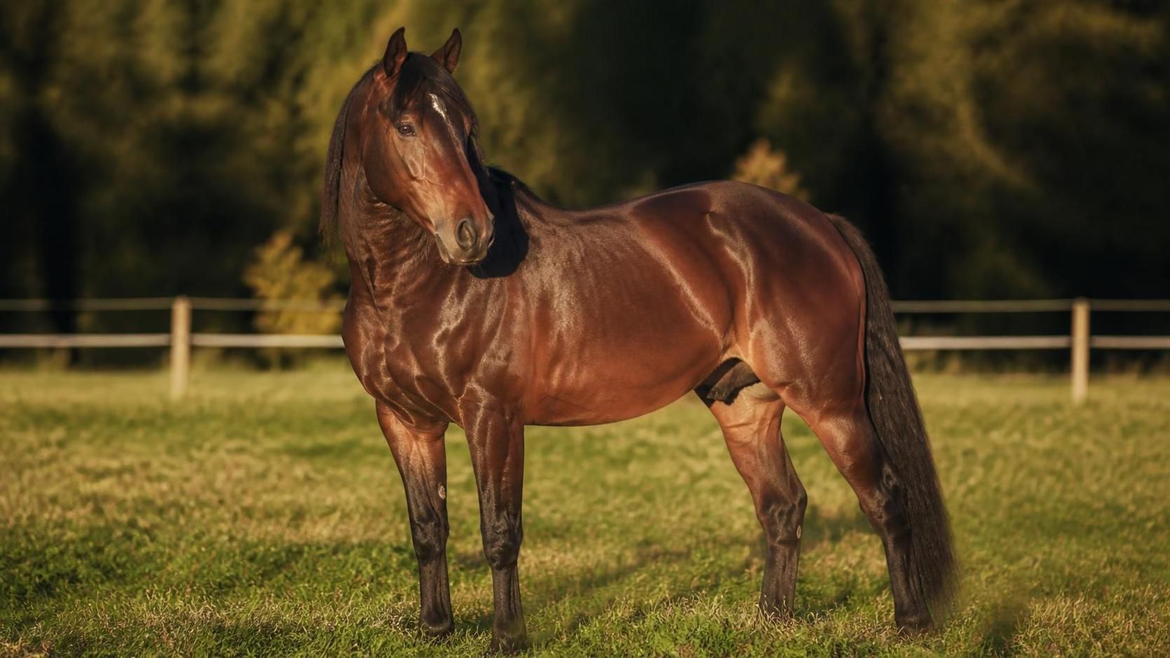 découvrez le pelage bai chez le cheval, ses caractéristiques uniques, son origine et comment reconnaître cette robe magnifique. tout savoir sur cette couleur emblématique des chevaux.