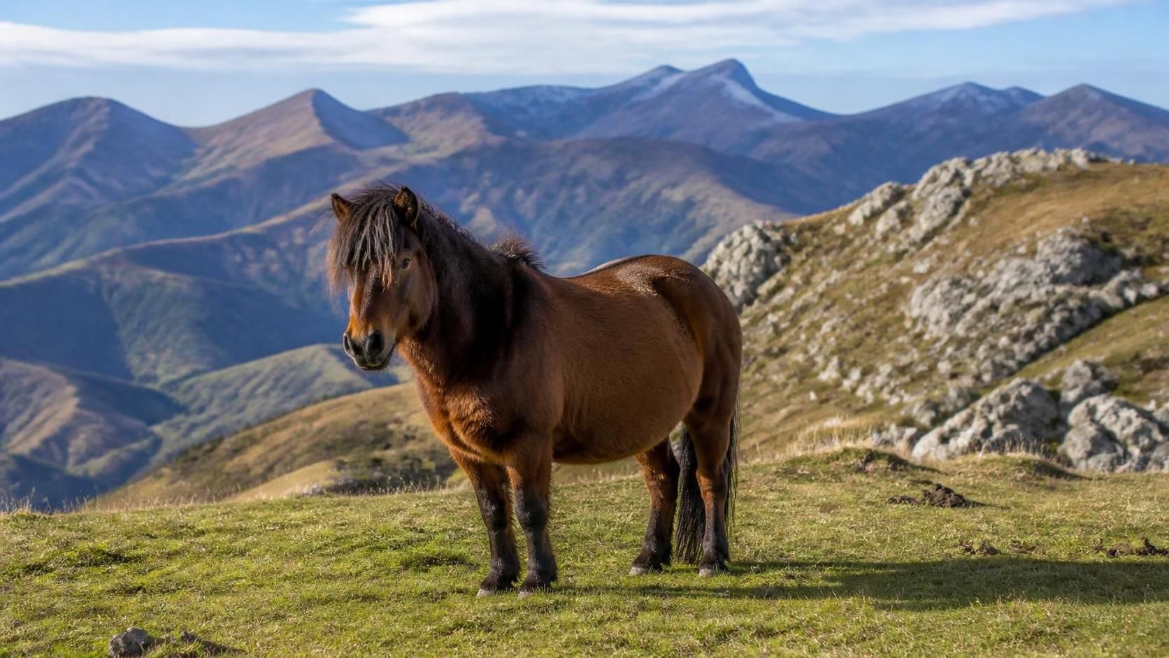 découvrez le pottok, le petit cheval sauvage emblématique des pyrénées, connu pour sa robustesse et son caractère unique. partez à la rencontre de cet animal fascinant au cœur des montagnes.
