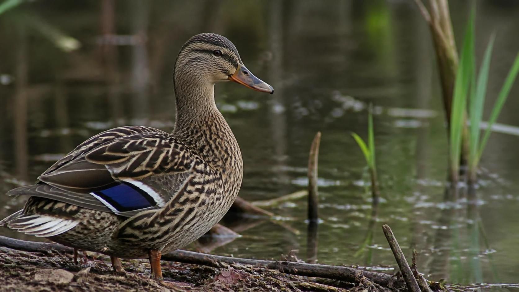 découvrez l'étonnante particularité anatomique du canard et tout ce qu'il faut savoir sur cet organe unique qui le distingue dans le règne animal.