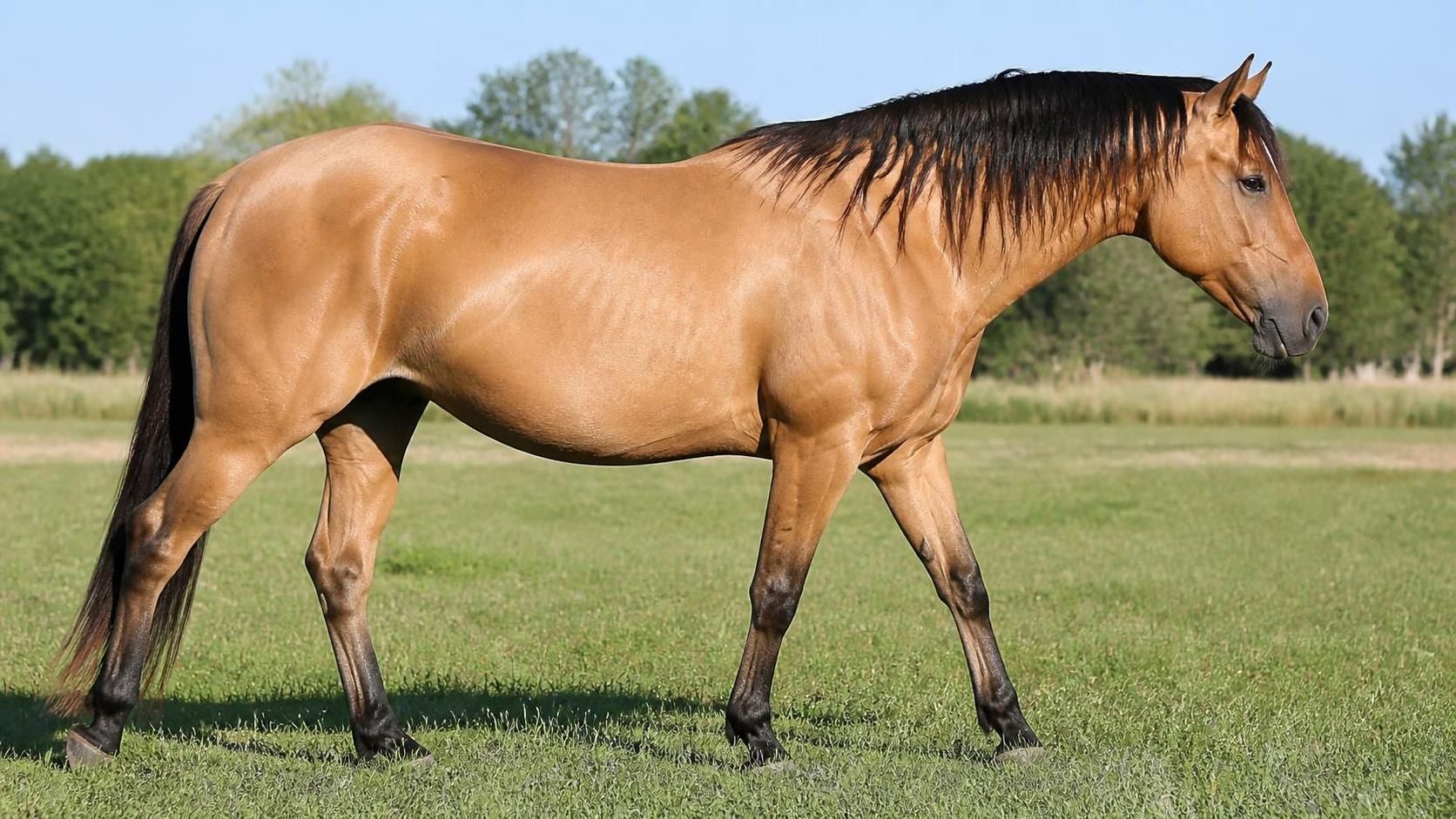 découvrez tout sur le cheval isabelle : ses caractéristiques uniques, son apparence, son tempérament et ses particularités qui en font une race exceptionnelle.