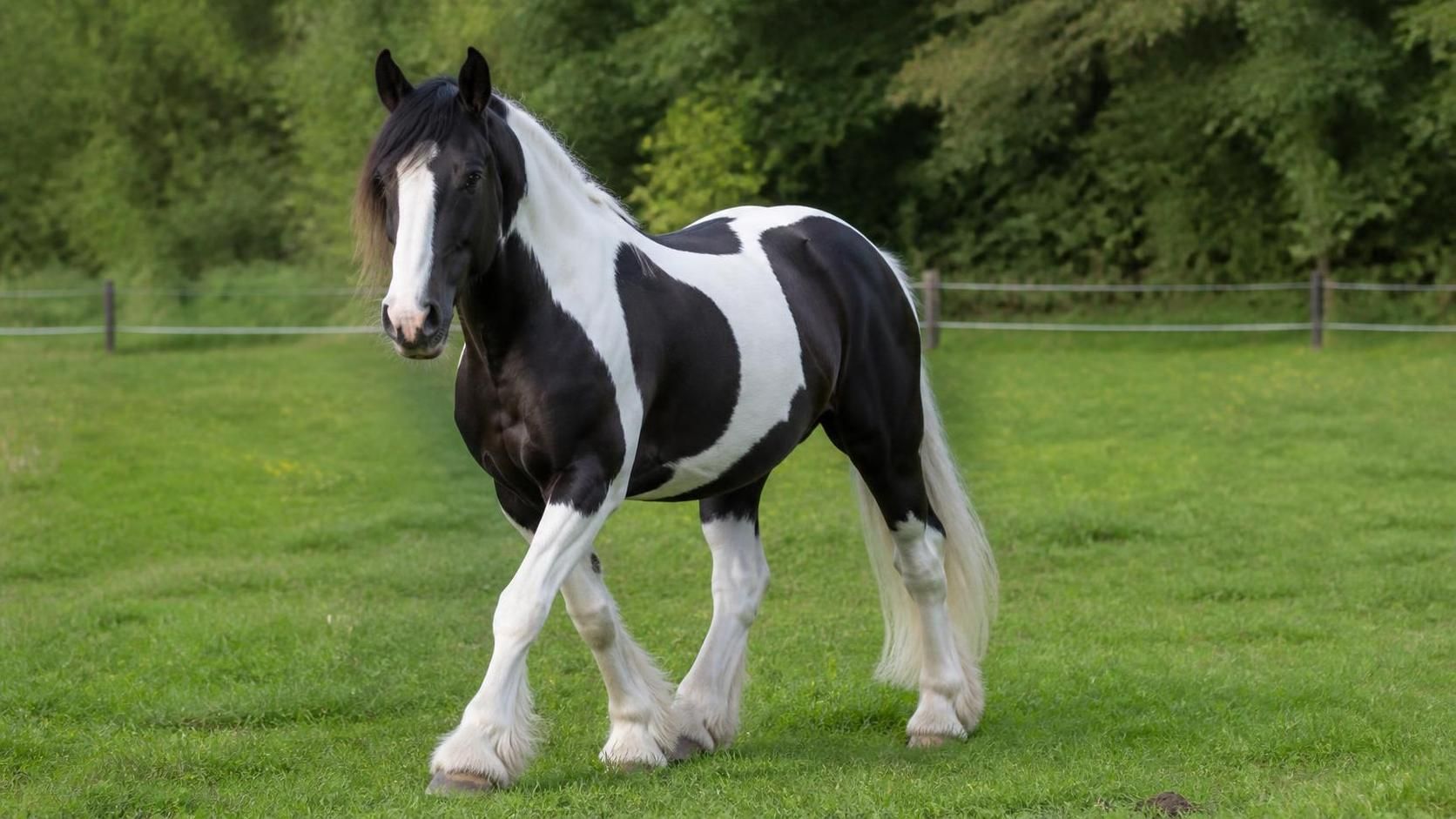 découvrez tout sur le cheval pie, un équidé remarquable par sa splendeur et son originalité. apprenez à connaître ses caractéristiques, son histoire et son caractère unique.