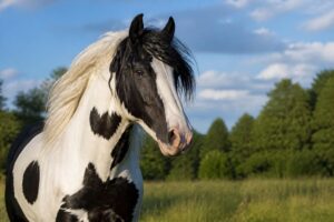 Tout savoir sur le cheval pie : splendeur et originalité de ce magnifique équidé