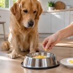Jaune d’œuf pour chien : bienfaits, précautions et conseils pour le servir