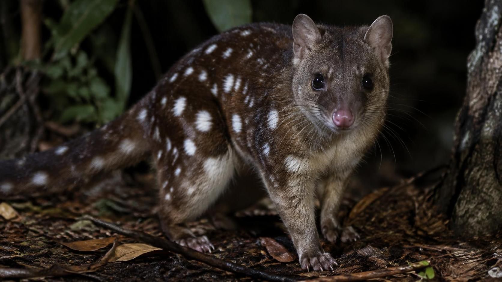 découvrez les quolls, de petits marsupiaux carnivores d’australie : leur habitat, leurs particularités et les menaces qui pèsent sur ces animaux méconnus.