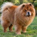Un chien sans cou : pourquoi certains chiens semblent avoir une silhouette sans encolure